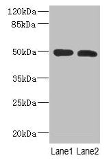 RGMA Antibody