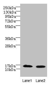 FAM136A Antibody