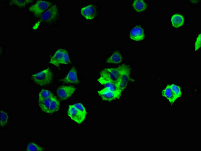 YIPF6 Antibody