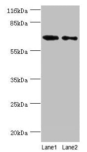 GALNT14 Antibody