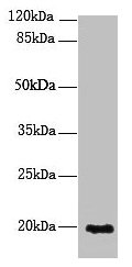 NUDT11 Antibody