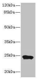 MRPL48 Antibody