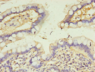 CALML4 Antibody