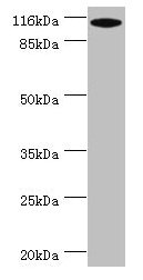 MYO19 Antibody
