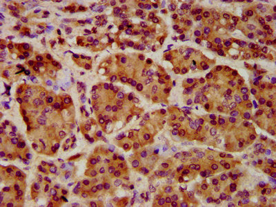 ART5 Antibody