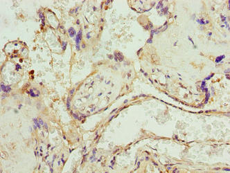 UBXN10 Antibody