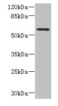 FCRL4 Antibody