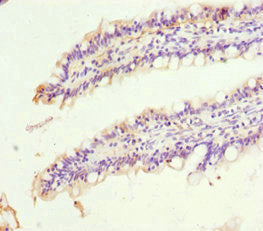 SIGLEC12 Antibody