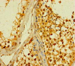 PLD6 Antibody