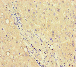 C6orf223 Antibody