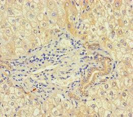 RIBC1 Antibody