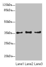 NUP35 Antibody