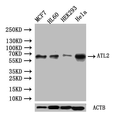 ATL2 Antibody