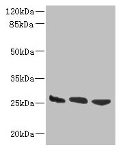 DNAJB8 Antibody