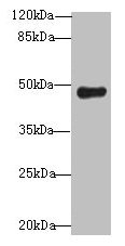 RNF128 Antibody