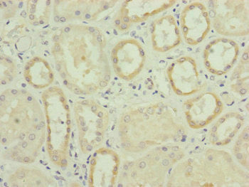 RNF139 Antibody