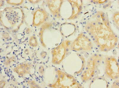 KCTD4 Antibody