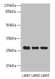 C10orf82 Antibody