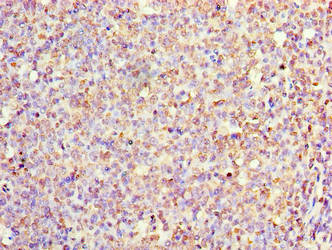 IL1F10 Antibody