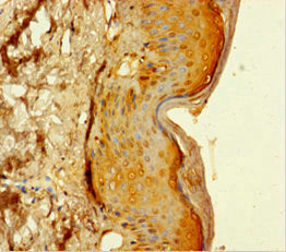 MAML1 Antibody