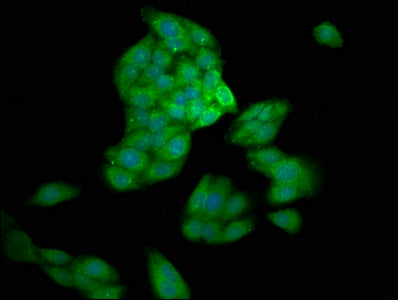 CASP10 Antibody