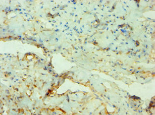 SGK3 Antibody