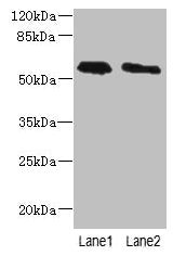 PLD4 Antibody