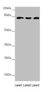 HOOK2 Antibody