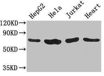 CHFR Antibody