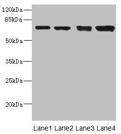 LINGO1 Antibody