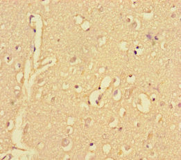 CPNE2 Antibody