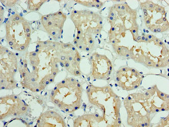DCUN1D1 Antibody
