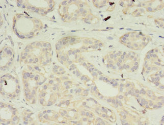 VSIG2 Antibody
