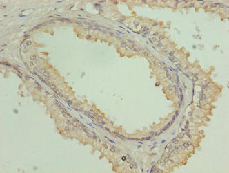 COG3 Antibody