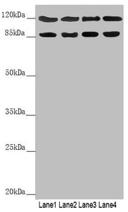 SCYL1 Antibody