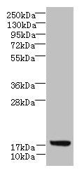 LLCFC1 Antibody