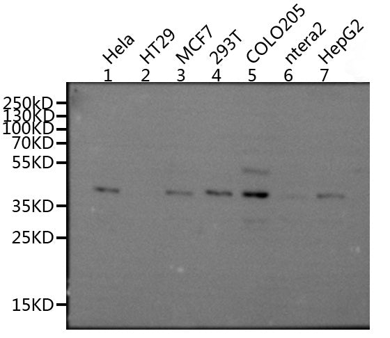 MRGPRX2 Antibody