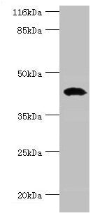 STAC3 Antibody