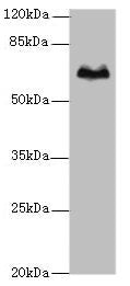 TBX15 Antibody