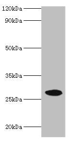 NMNAT3 Antibody