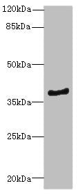 ELMOD1 Antibody