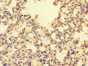 MRPL50 Antibody
