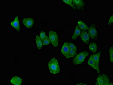 C7orf31 Antibody
