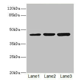LFNG Antibody