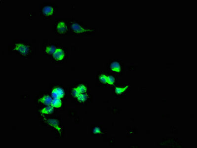 SLC25A40 Antibody