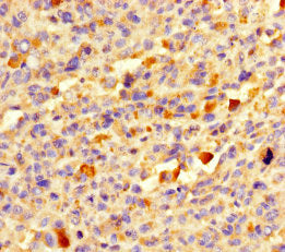 DEFB104A Antibody
