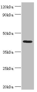 NPRL2 Antibody
