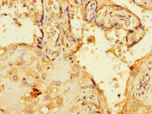 C1orf54 Antibody