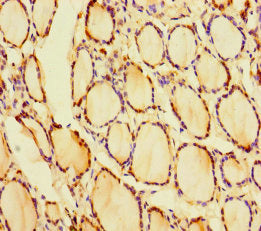 CRYGN Antibody