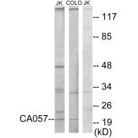 NTPCR Antibody